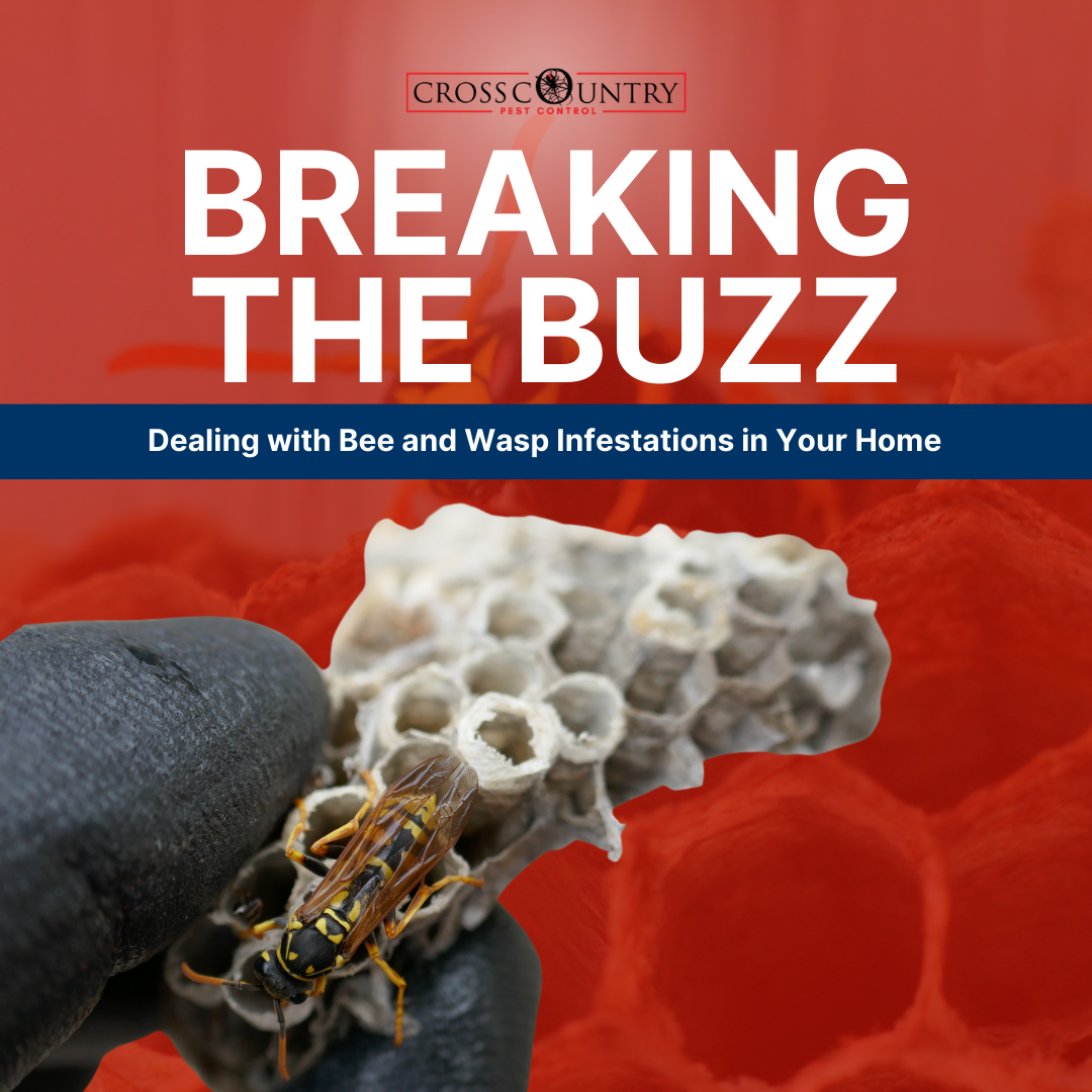 Breaking the Buzz: Dealing with Bee and Wasp Infestations in Your Home