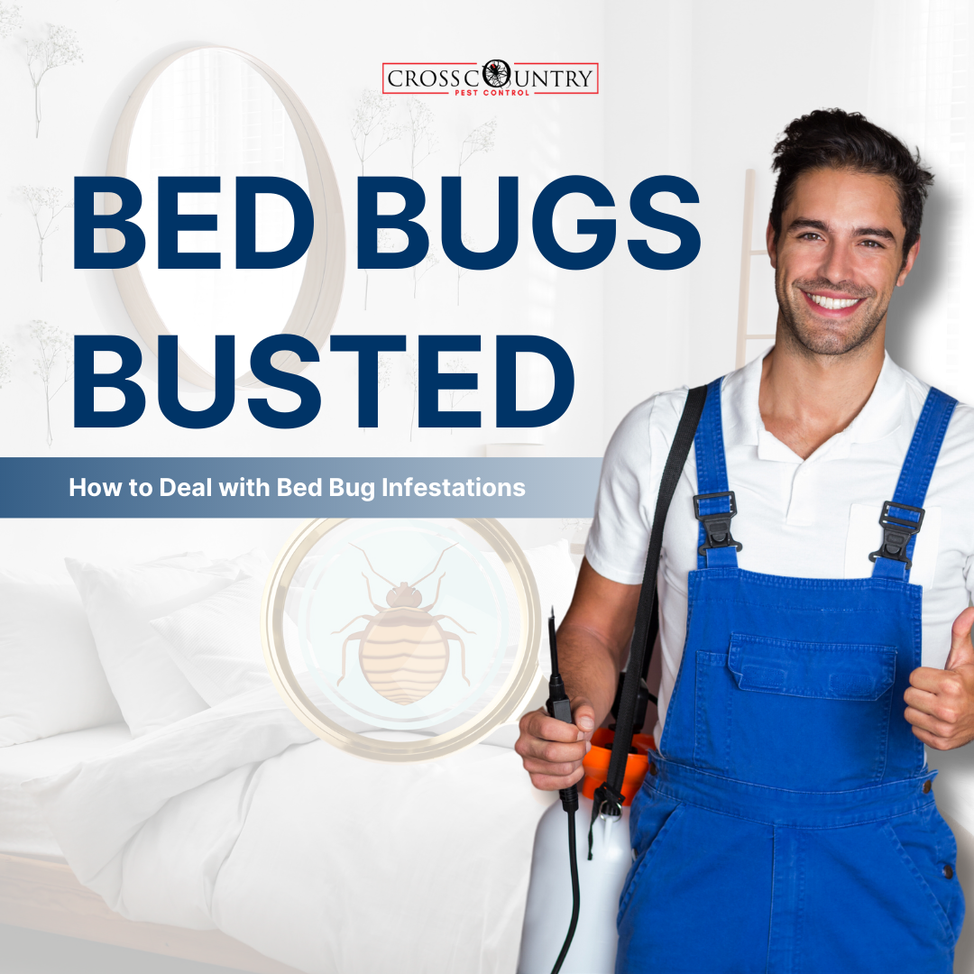 Bed Bugs Busted: How to Deal with Bed Bug Infestations