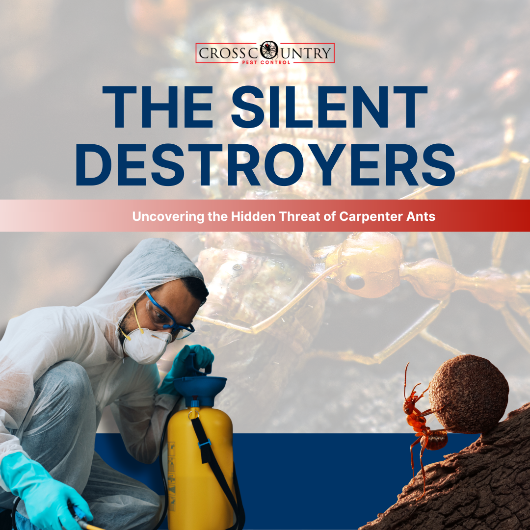 The Silent Destroyers: Uncovering the Hidden Threat of Carpenter Ants