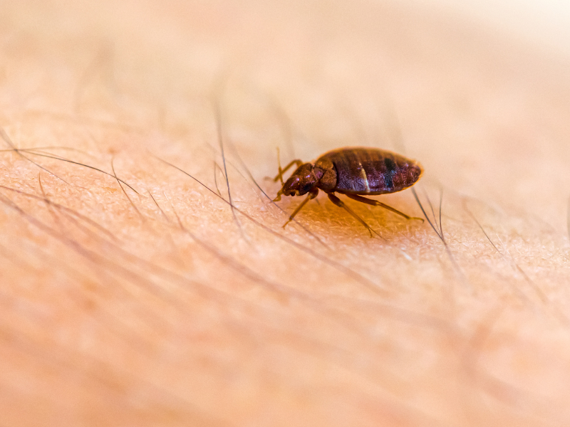 Bed Bugs in Ellis County) Cross Country Pest Control