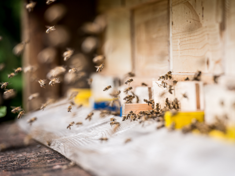 Bees (Common in Ellis County)