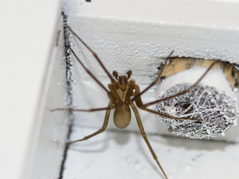 Brown Recluse & Other Spiders (Common in Ellis County)