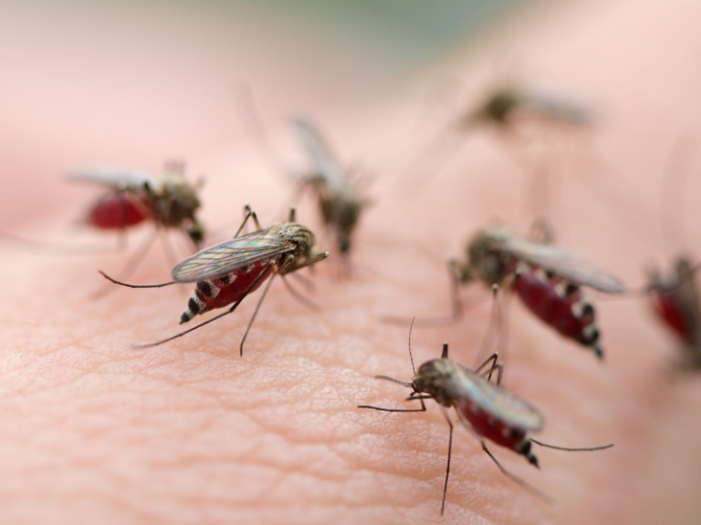 Mosquitoes (Common in Waxahachie, Texas - Ellis County)