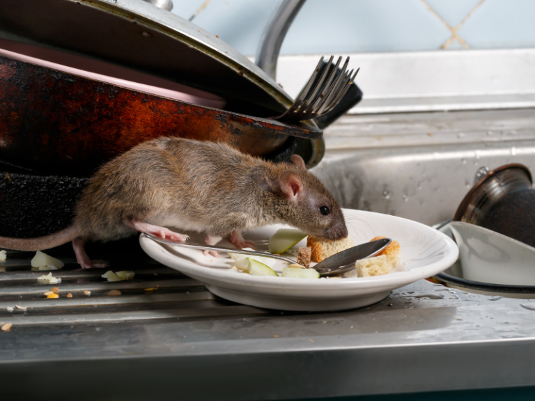 Rats (Common in Waxahachie, Texas - Ellis County)
