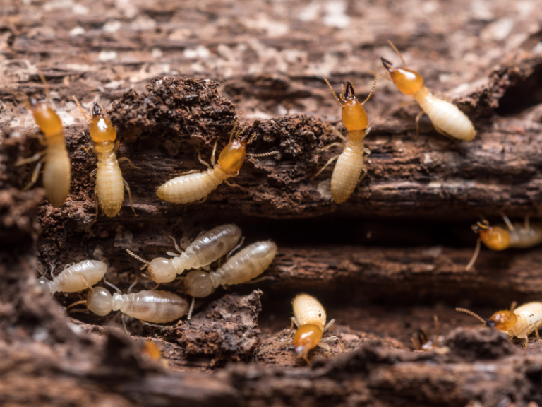 Termites (Common in Ellis County)